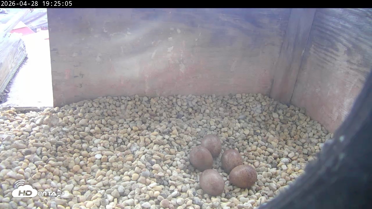 Snapshot of PA Peregrine Falcon Cam Live Webcam taken Apr 28, 2026, 7:17pm EDT
