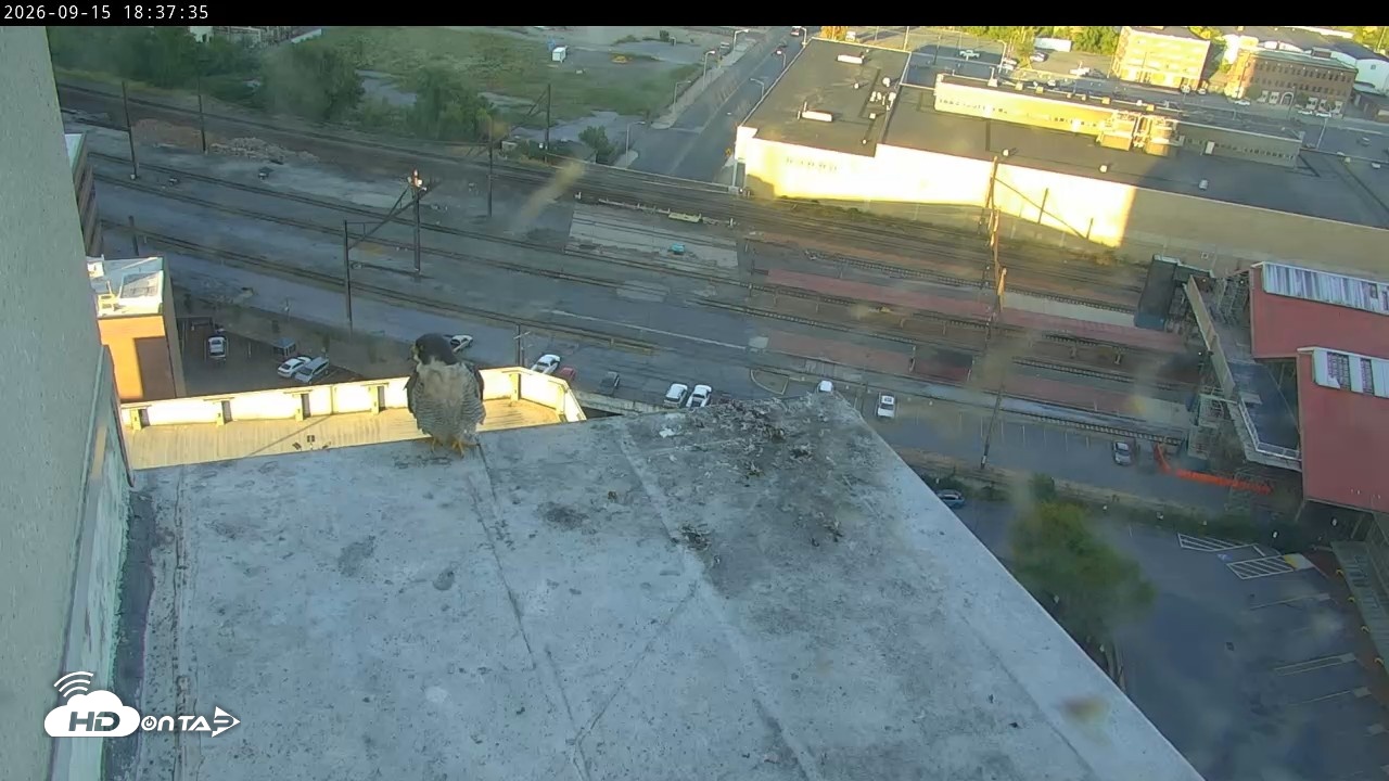Snapshot of PA Peregrine Falcon Cam Live Webcam taken Sep 15, 2026, 6:29pm EDT