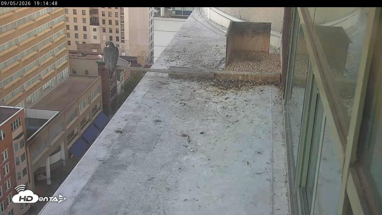 Snapshot of PA Peregrine Falcon Cam Live Webcam taken Sep 5, 2026, 7:10pm EDT
