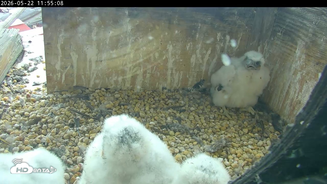 Snapshot of PA Peregrine Falcon Cam Live Webcam taken May 22, 2026, 11:48am EDT