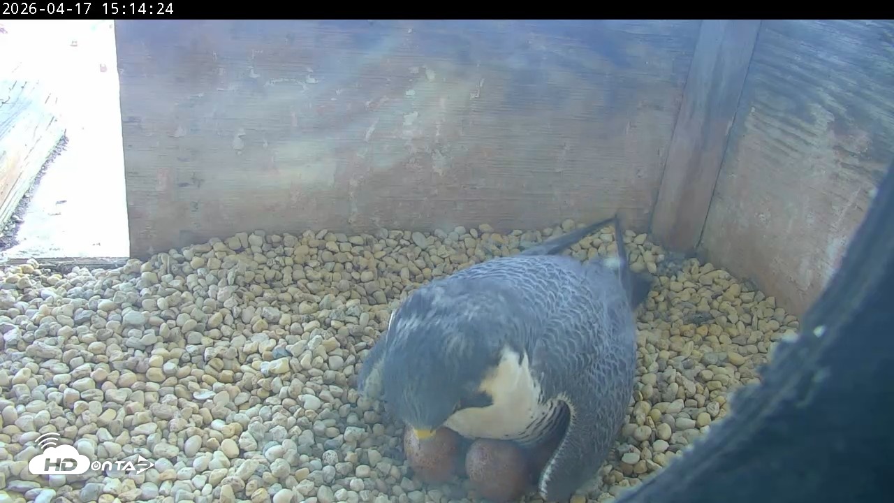 Snapshot of PA Peregrine Falcon Cam Live Webcam taken Apr 17, 2026, 3:06pm EDT