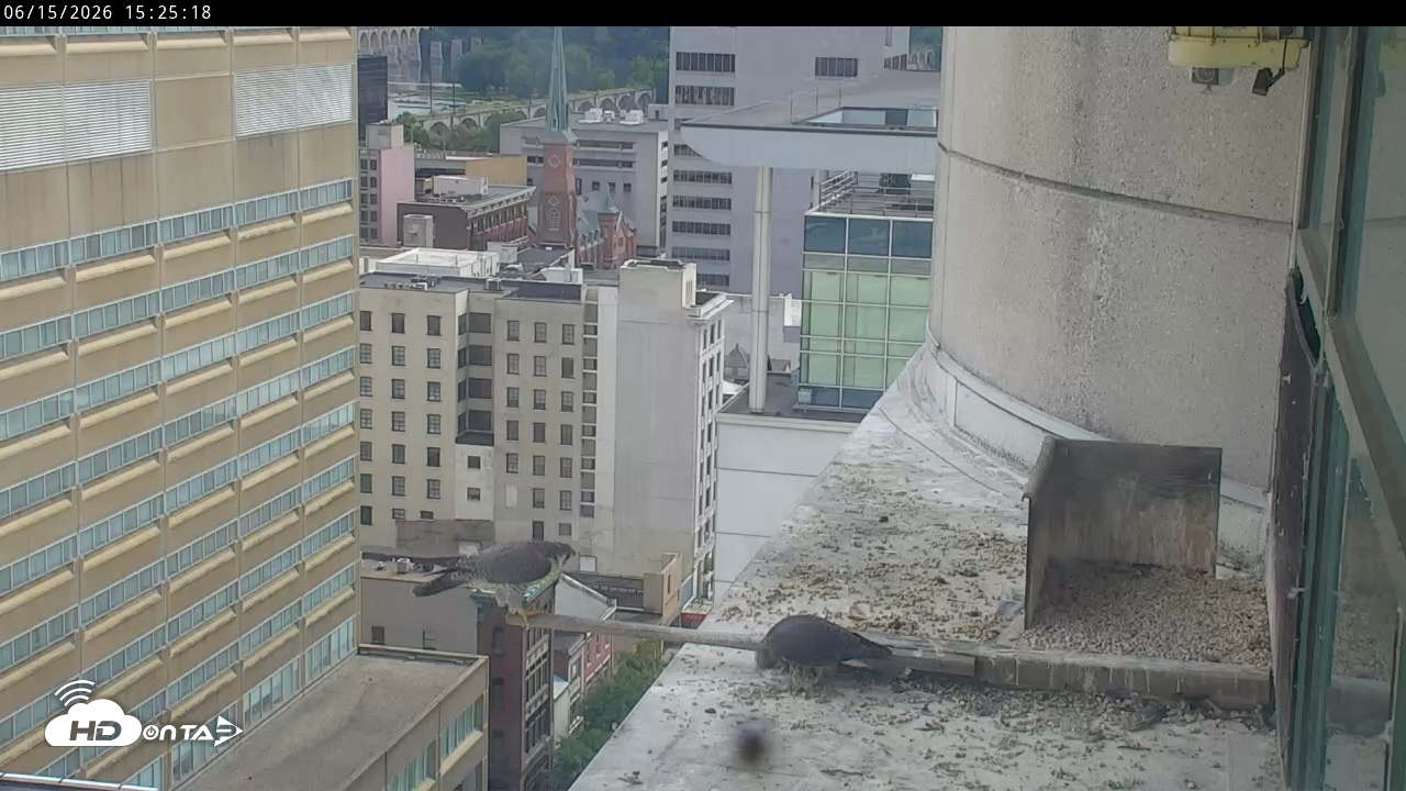 Snapshot of PA Peregrine Falcon Cam Live Webcam taken Jun 15, 2026, 3:20pm EDT