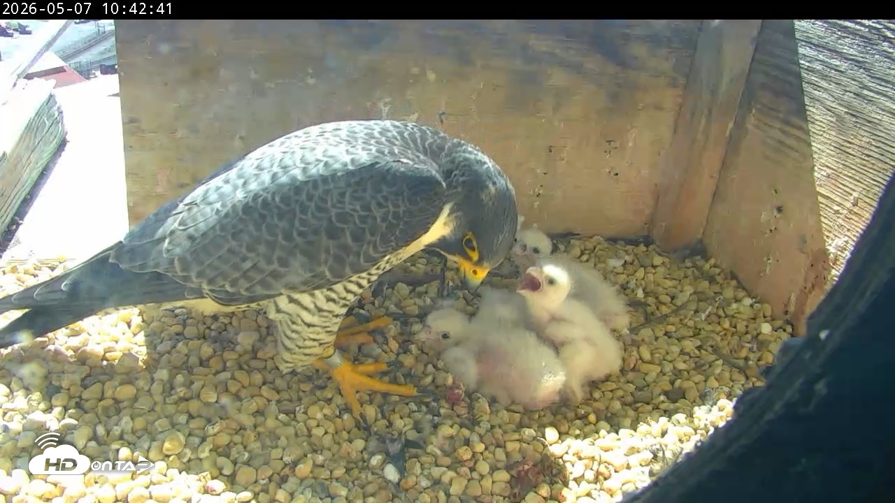 Snapshot of PA Peregrine Falcon Cam Live Webcam taken May 7, 2026, 10:35am EDT