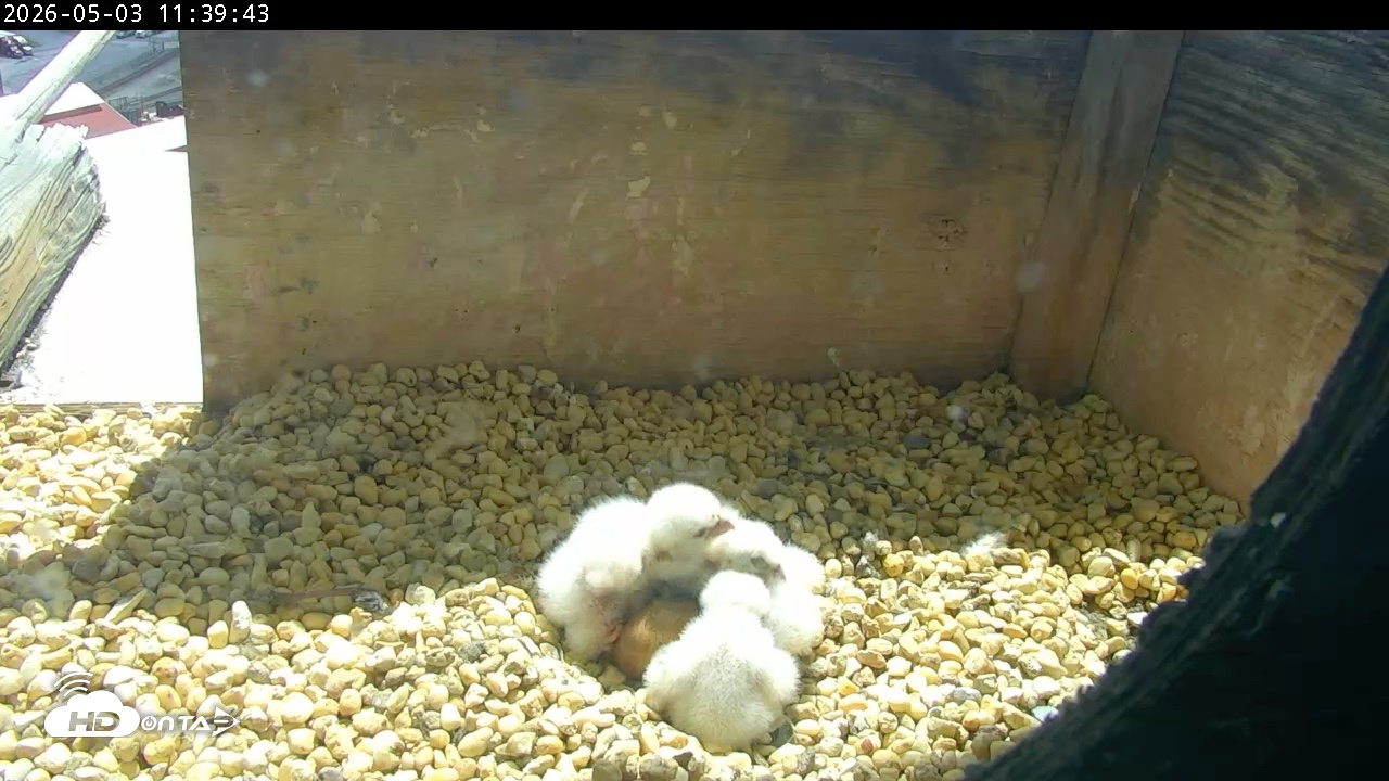 Snapshot of PA Peregrine Falcon Cam Live Webcam taken May 3, 2026, 11:32am EDT