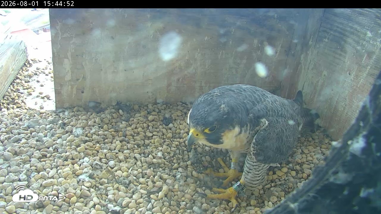 Snapshot of PA Peregrine Falcon Cam Live Webcam taken Aug 1, 2026, 3:37pm EDT