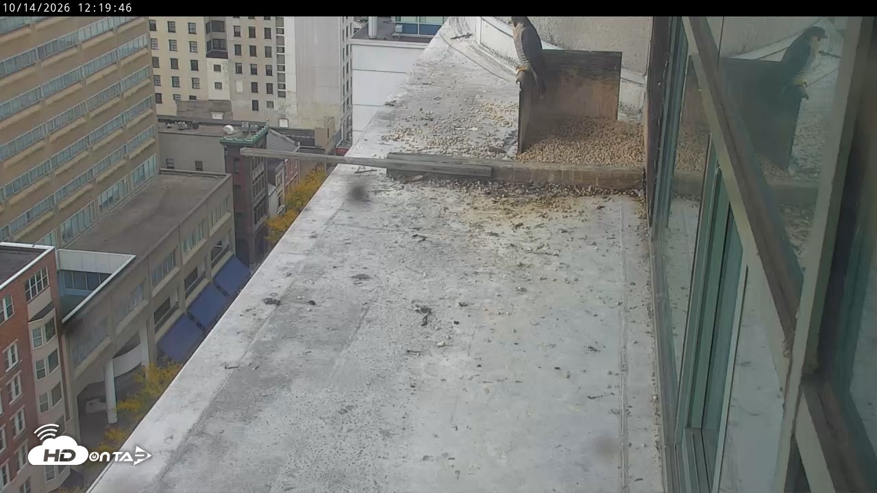 Snapshot of PA Peregrine Falcon Cam Live Webcam taken Oct 14, 2026, 12:17pm EDT