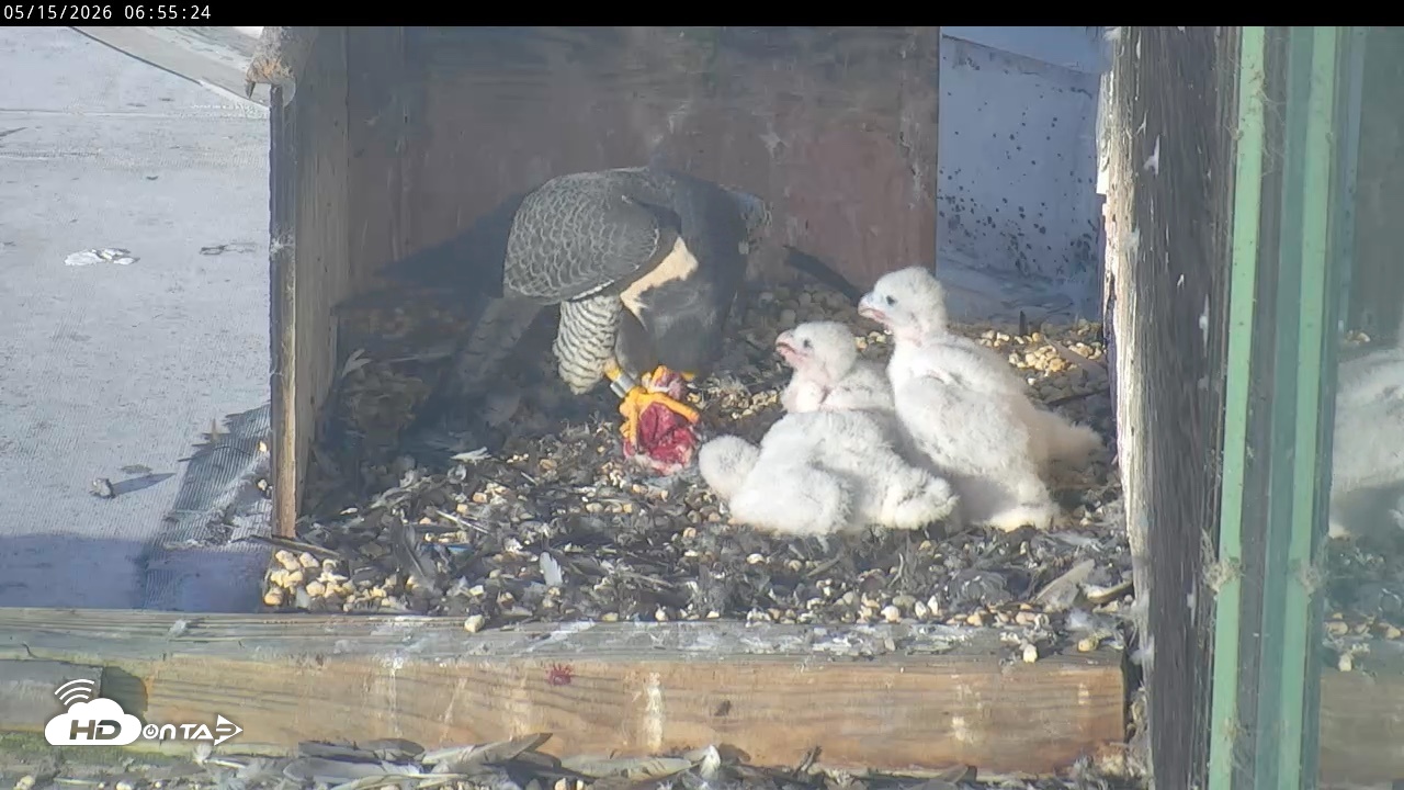 Snapshot of PA Peregrine Falcon Cam Live Webcam taken May 15, 2026, 6:48am EDT