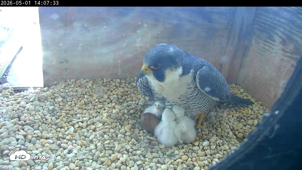 Snapshot of PA Peregrine Falcon Cam Live Webcam taken May 1, 2026, 1:59pm EDT