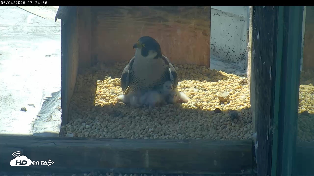 Snapshot of PA Peregrine Falcon Cam Live Webcam taken May 4, 2026, 1:17pm EDT