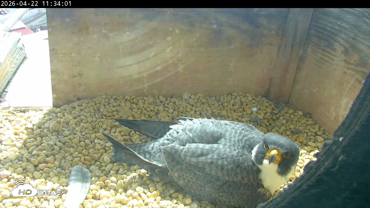 Snapshot of PA Peregrine Falcon Cam Live Webcam taken Apr 22, 2026, 11:25am EDT