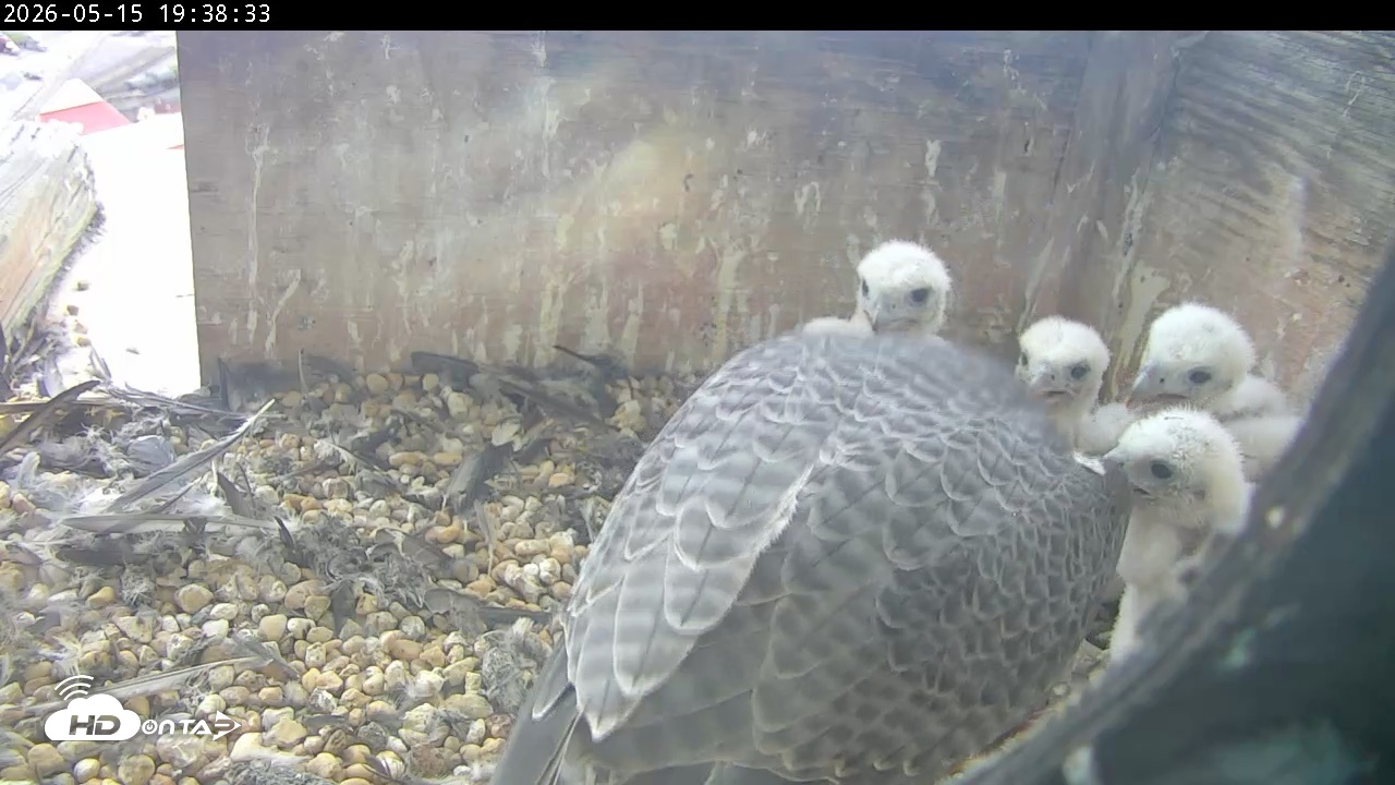 Snapshot of PA Peregrine Falcon Cam Live Webcam taken May 15, 2026, 7:31pm EDT