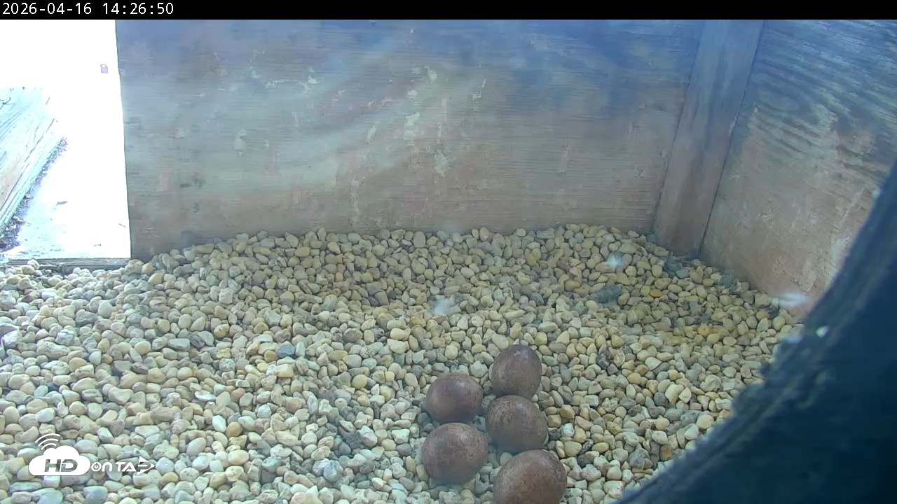 Snapshot of PA Peregrine Falcon Cam Live Webcam taken Apr 16, 2026, 2:18pm EDT