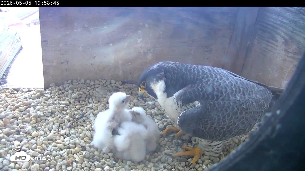Snapshot of PA Peregrine Falcon Cam Live Webcam taken May 5, 2026, 7:51pm EDT