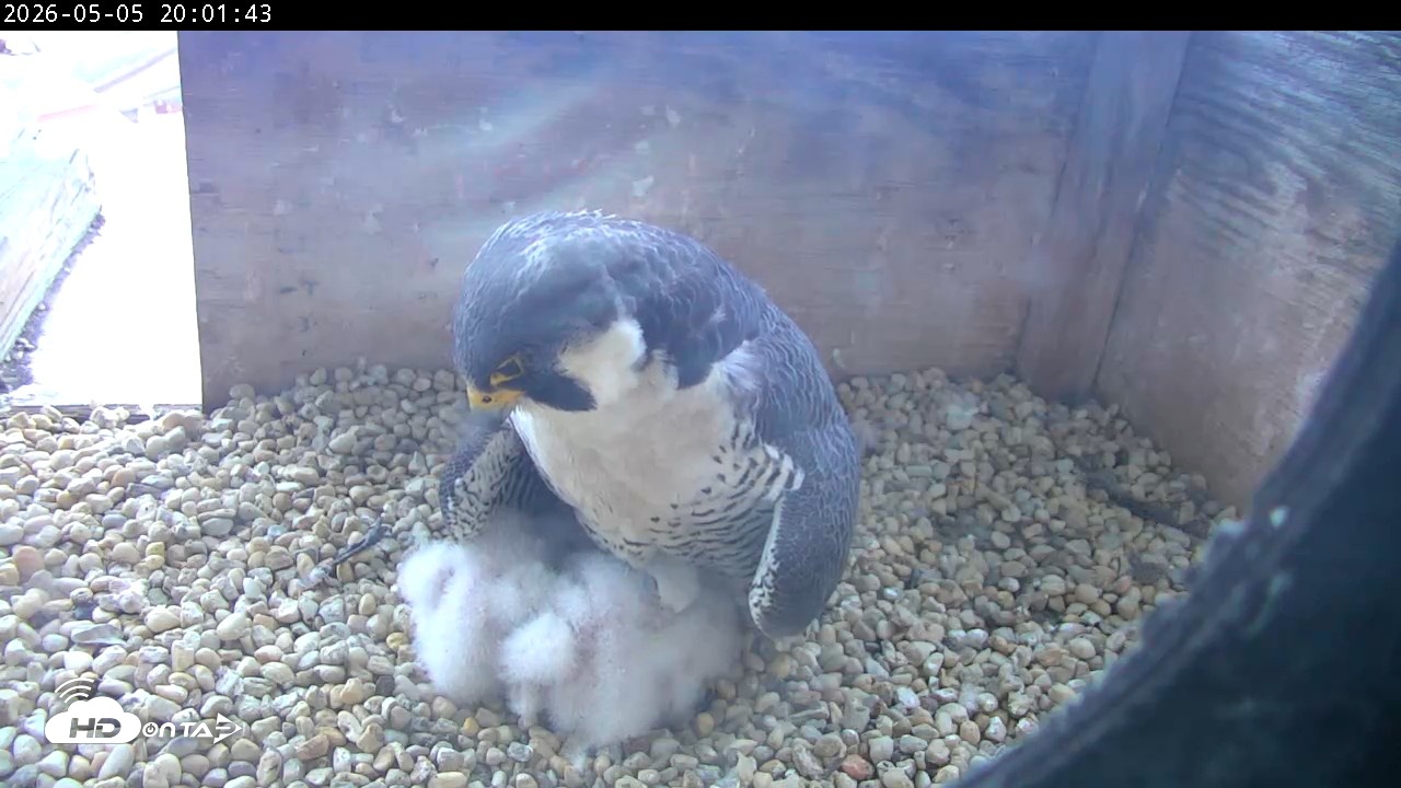 Snapshot of PA Peregrine Falcon Cam Live Webcam taken May 5, 2026, 7:54pm EDT