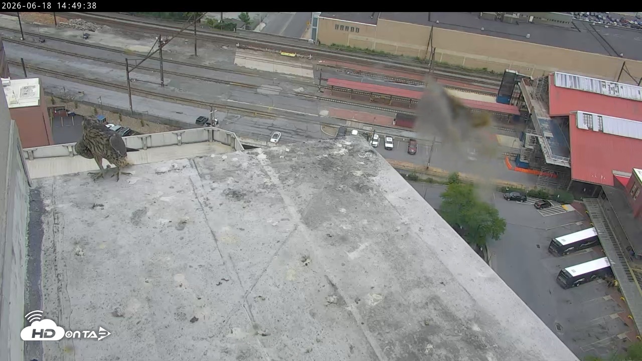 Snapshot of PA Peregrine Falcon Cam Live Webcam taken Jun 18, 2026, 2:40pm EDT