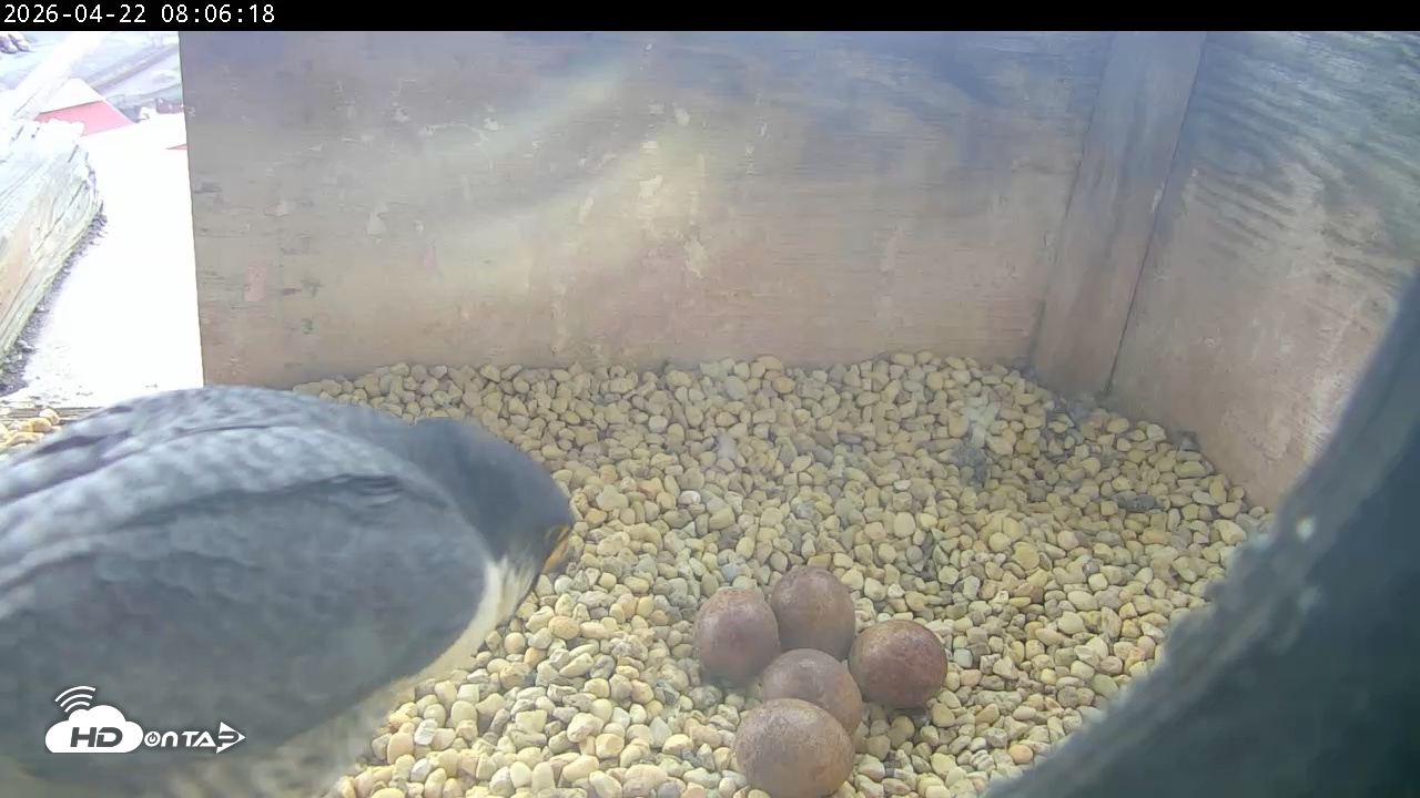 Snapshot of PA Peregrine Falcon Cam Live Webcam taken Apr 22, 2026, 7:58am EDT