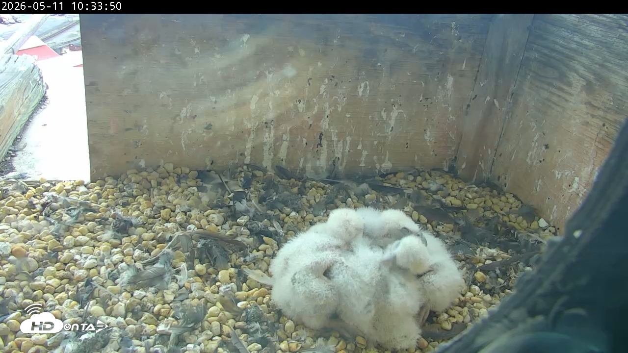 Snapshot of PA Peregrine Falcon Cam Live Webcam taken May 11, 2026, 10:26am EDT