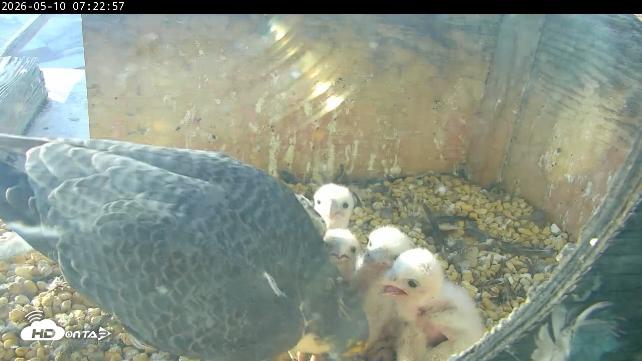 Snapshot of PA Peregrine Falcon Cam Live Webcam taken May 10, 2026, 7:15am EDT