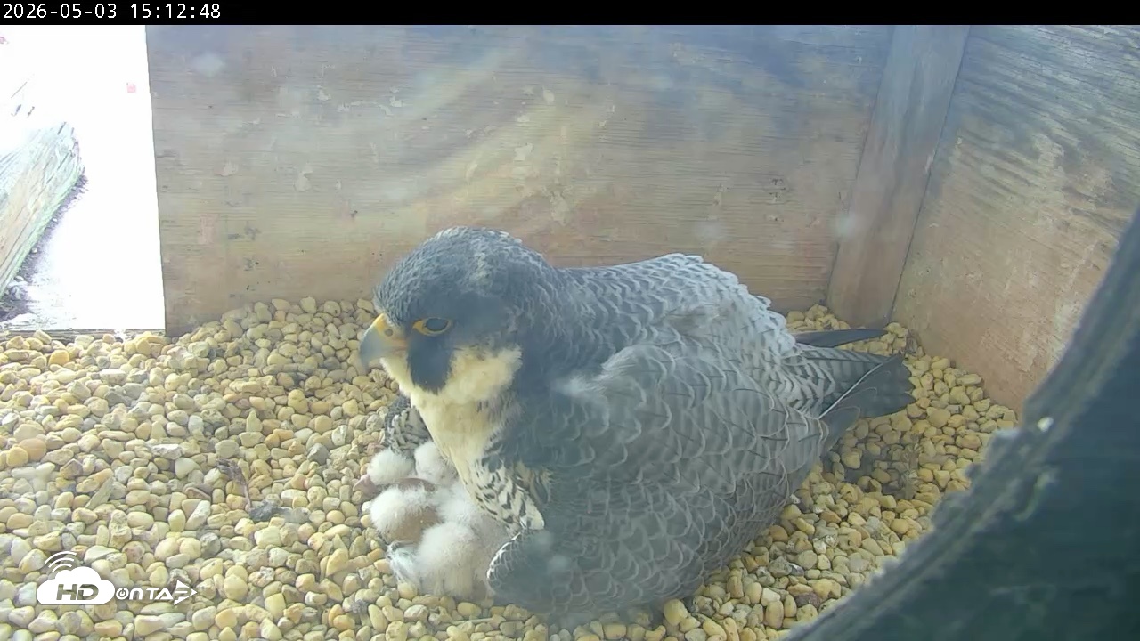 Snapshot of PA Peregrine Falcon Cam Live Webcam taken May 3, 2026, 3:05pm EDT