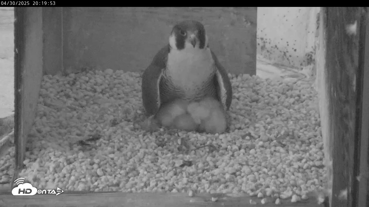 Snapshot of PA Peregrine Falcon Cam Live Webcam taken Apr 30, 2025, 8:16pm EDT