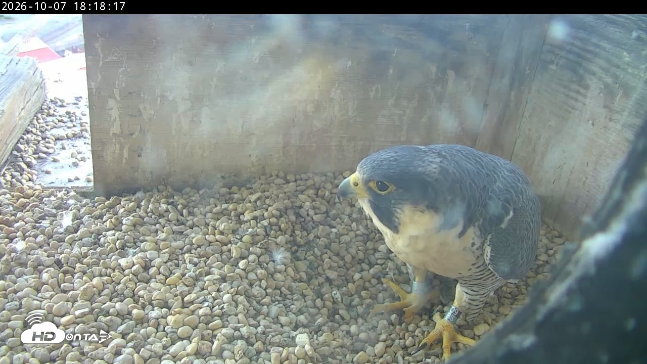 Snapshot of PA Peregrine Falcon Cam Live Webcam taken Oct 7, 2026, 6:14pm EDT