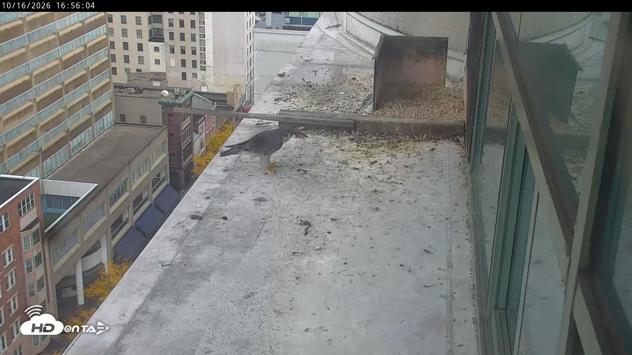 Snapshot of PA Peregrine Falcon Cam Live Webcam taken Oct 16, 2026, 4:53pm EDT