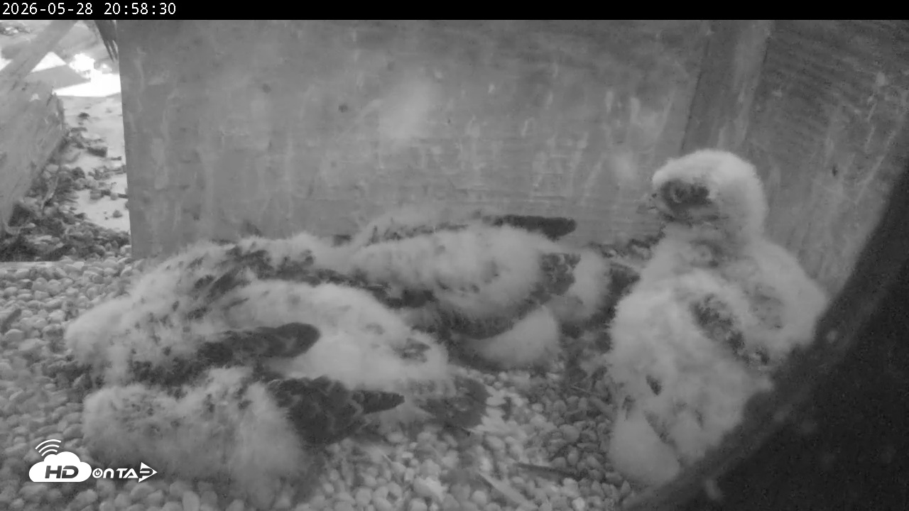 Snapshot of PA Peregrine Falcon Cam Live Webcam taken May 28, 2026, 8:52pm EDT
