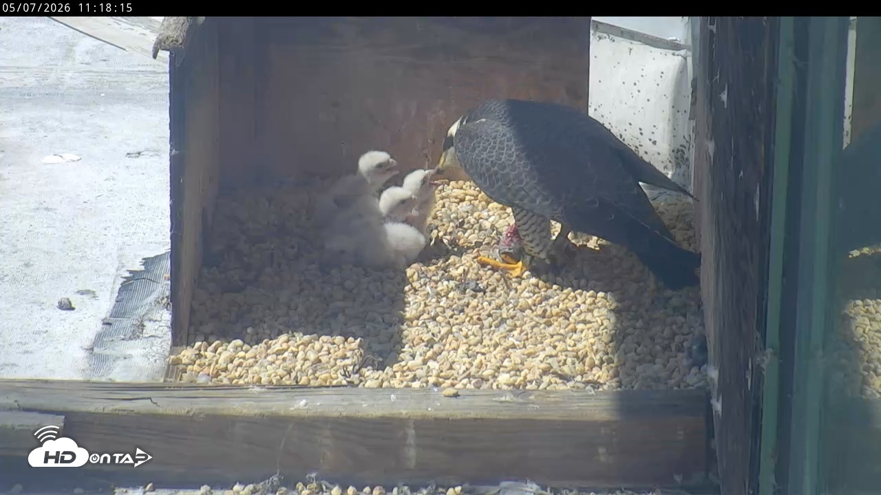 Snapshot of PA Peregrine Falcon Cam Live Webcam taken May 7, 2026, 11:11am EDT