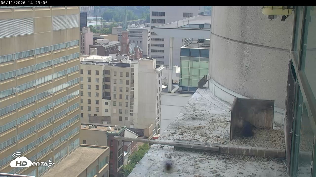 Snapshot of PA Peregrine Falcon Cam Live Webcam taken Jun 11, 2026, 2:24pm EDT