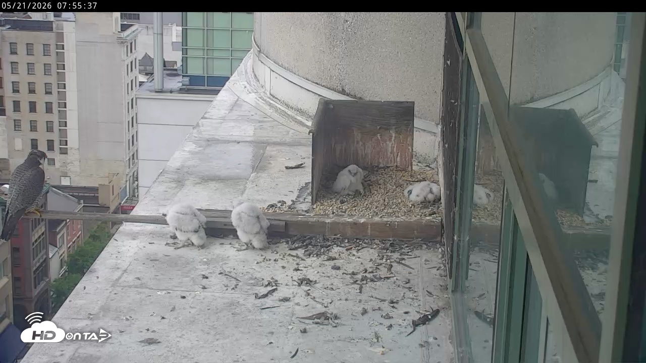 Snapshot of PA Peregrine Falcon Cam Live Webcam taken May 21, 2026, 7:49am EDT