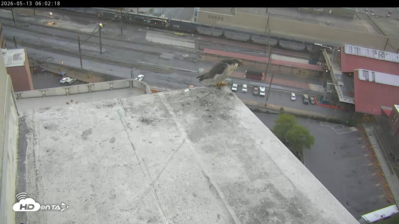 Snapshot of PA Peregrine Falcon Cam Live Webcam taken May 13, 2026, 5:50am EDT