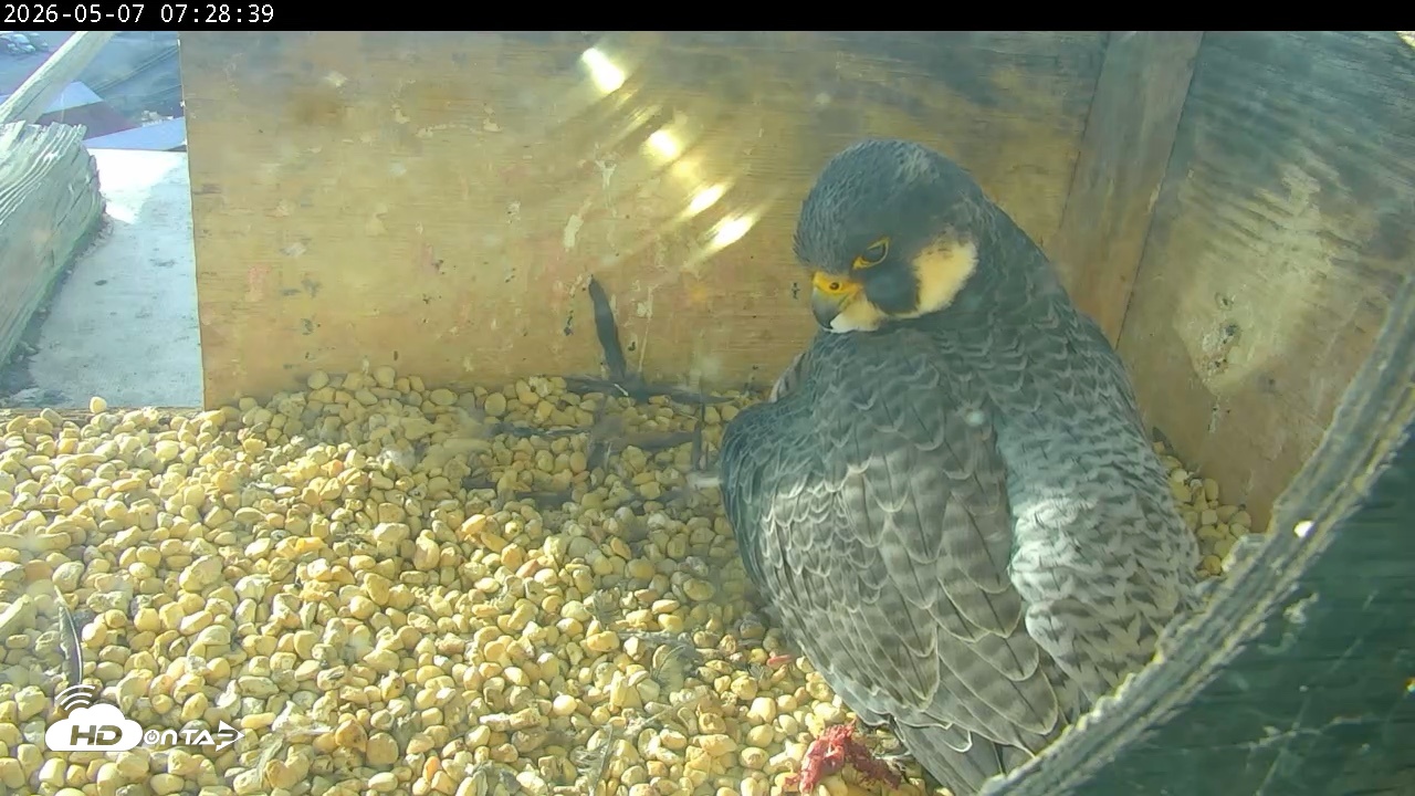 Snapshot of PA Peregrine Falcon Cam Live Webcam taken May 7, 2026, 7:21am EDT