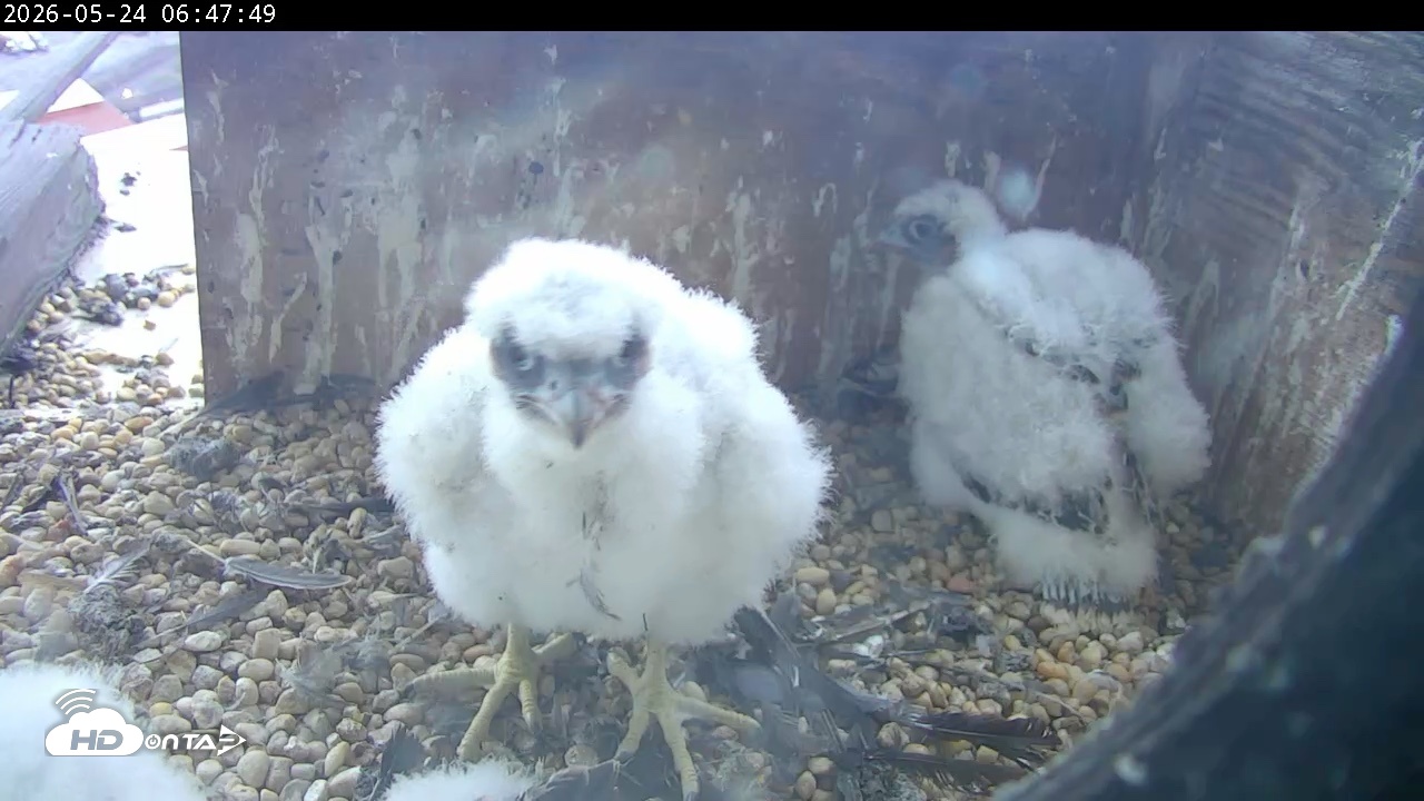 Snapshot of PA Peregrine Falcon Cam Live Webcam taken May 24, 2026, 6:41am EDT