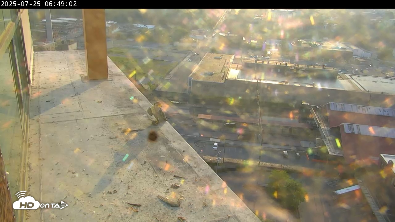 Snapshot of PA Peregrine Falcon Cam Live Webcam taken Jul 25, 2025, 7:03am EDT