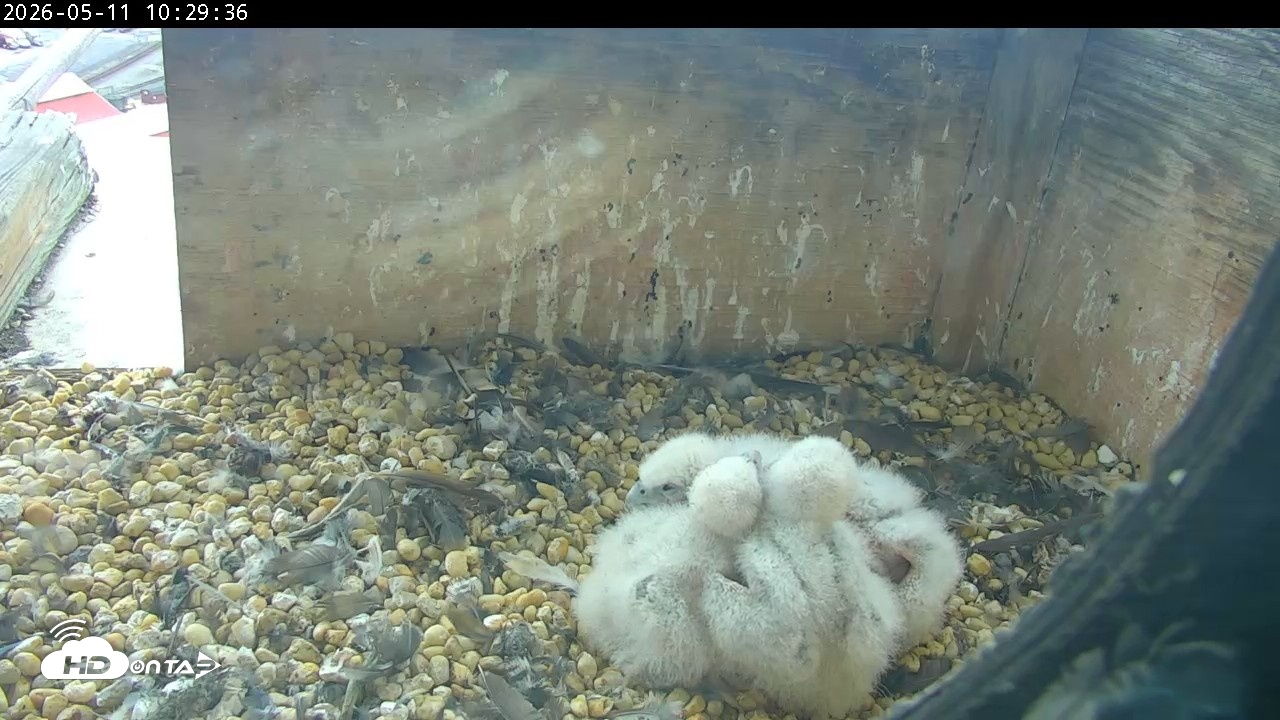 Snapshot of PA Peregrine Falcon Cam Live Webcam taken May 11, 2026, 10:22am EDT