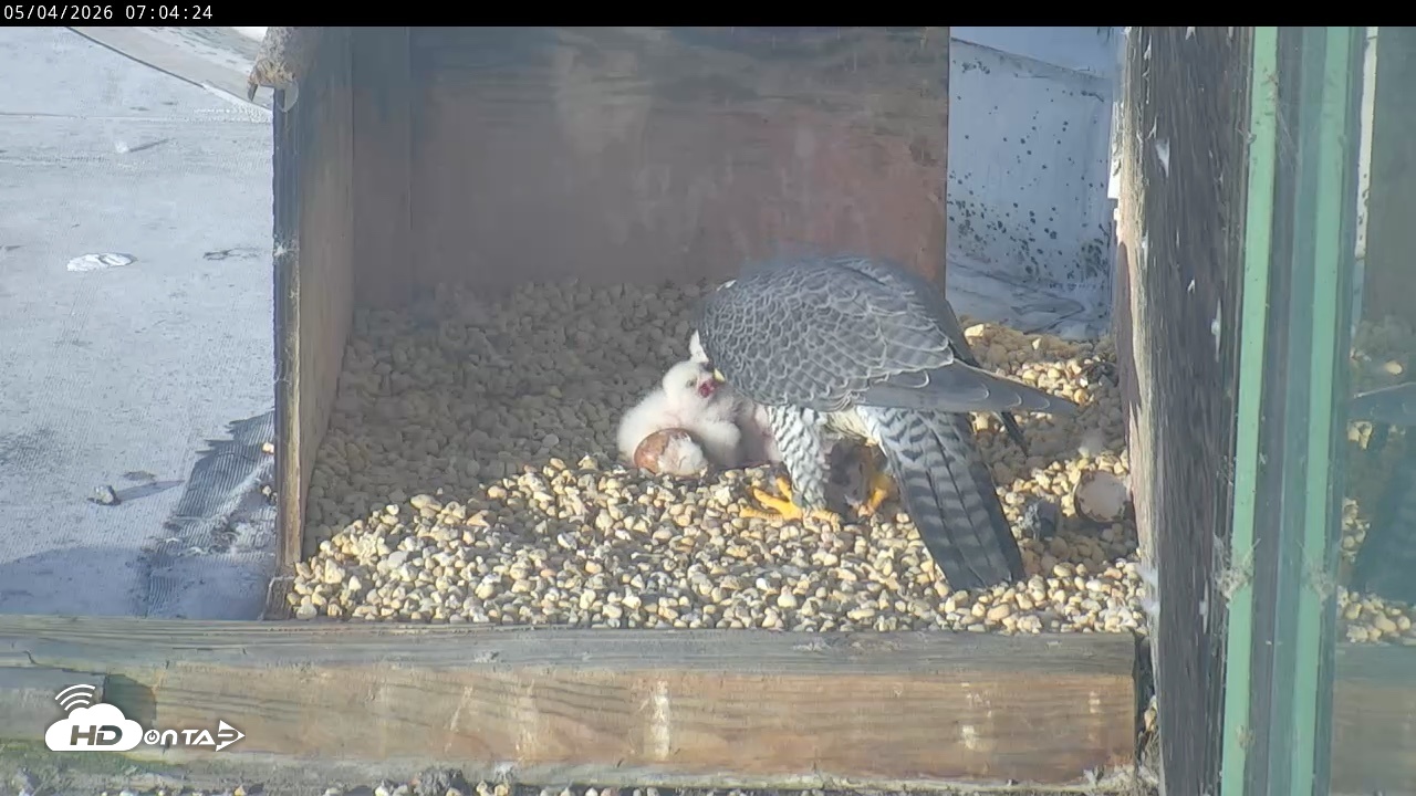 Snapshot of PA Peregrine Falcon Cam Live Webcam taken May 4, 2026, 6:57am EDT