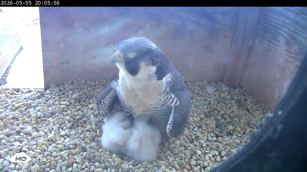 Snapshot of PA Peregrine Falcon Cam Live Webcam taken May 5, 2026, 7:58pm EDT