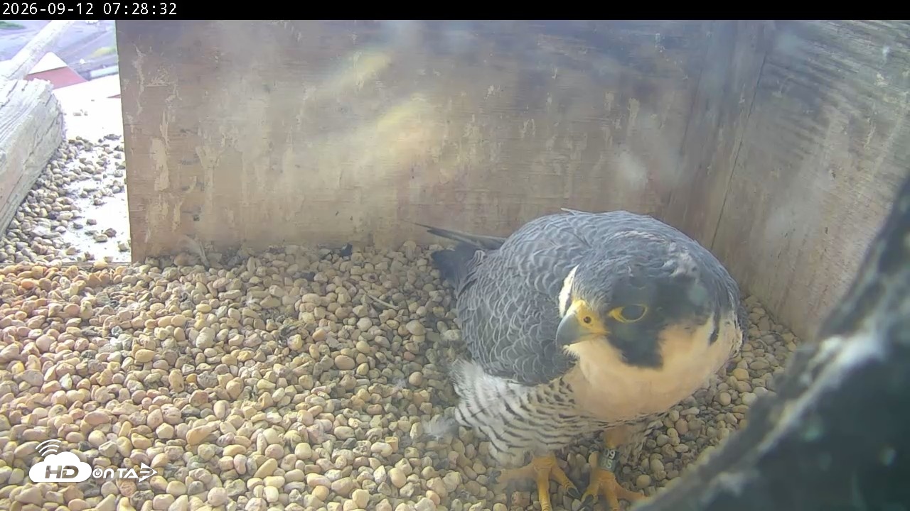 Snapshot of PA Peregrine Falcon Cam Live Webcam taken Sep 12, 2026, 7:23am EDT