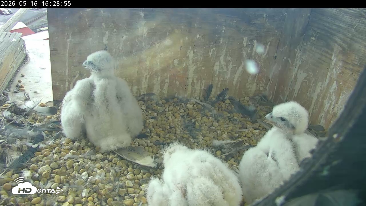 Snapshot of PA Peregrine Falcon Cam Live Webcam taken May 16, 2026, 4:22pm EDT