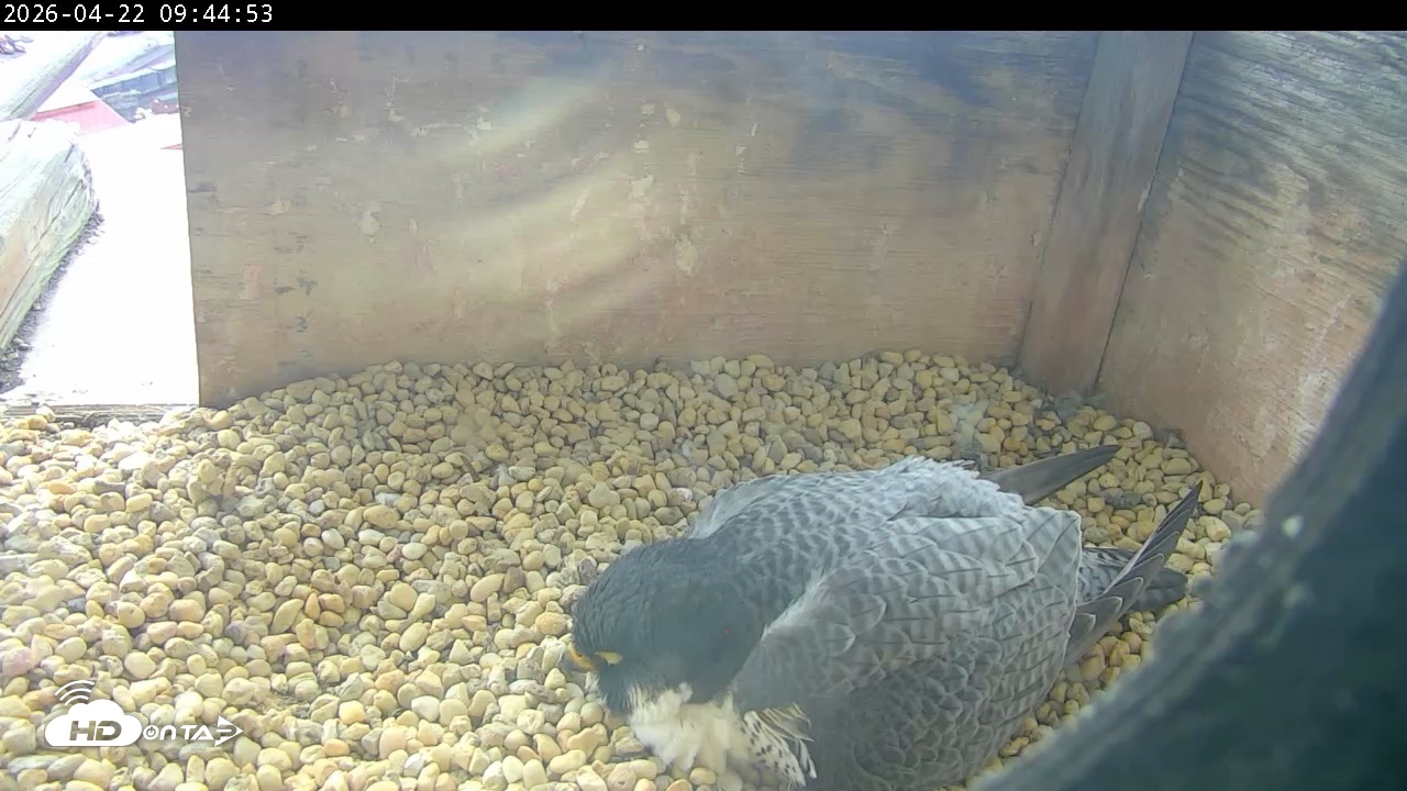 Snapshot of PA Peregrine Falcon Cam Live Webcam taken Apr 22, 2026, 9:37am EDT