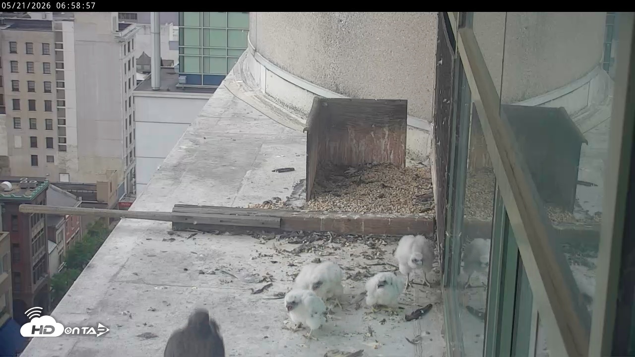 Snapshot of PA Peregrine Falcon Cam Live Webcam taken May 21, 2026, 6:52am EDT