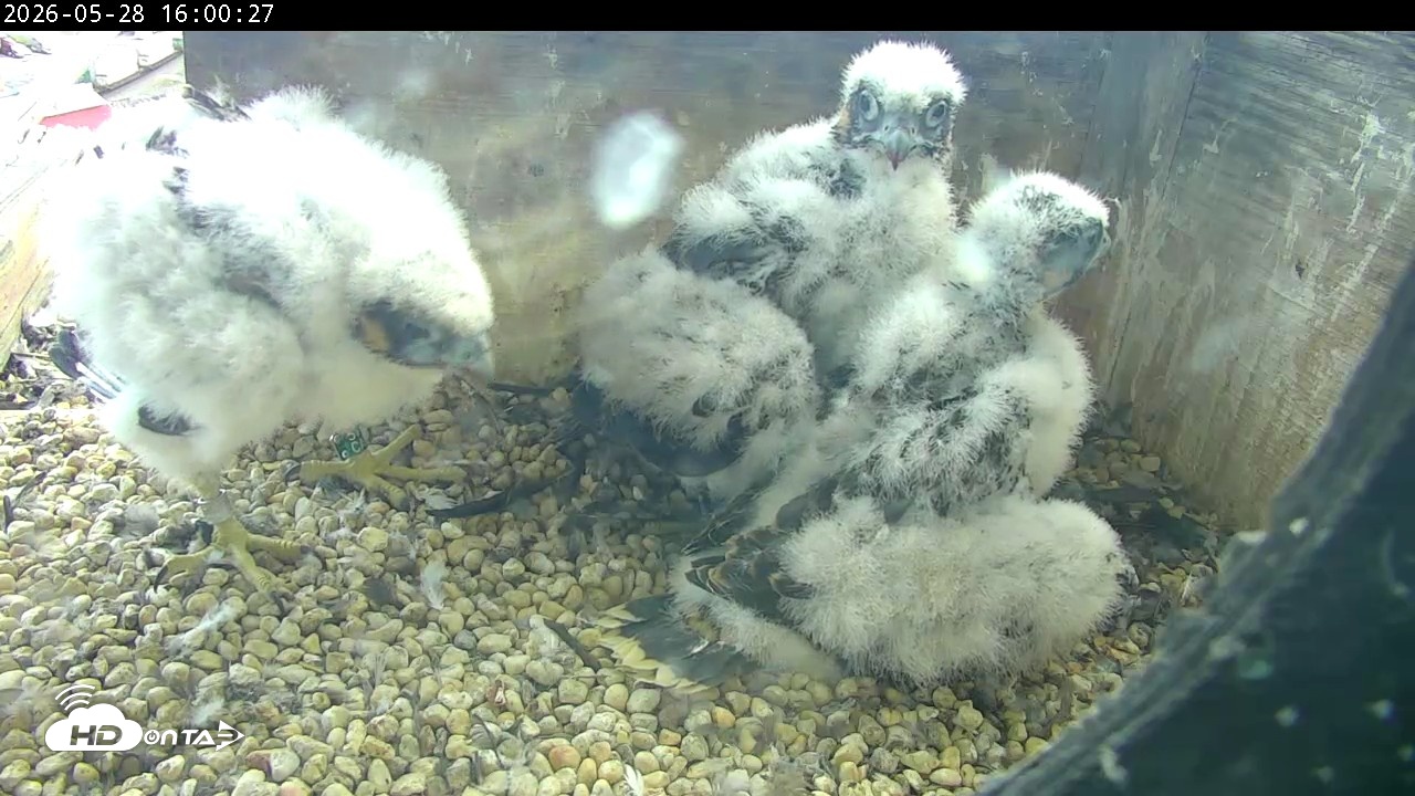 Snapshot of PA Peregrine Falcon Cam Live Webcam taken May 28, 2026, 3:54pm EDT