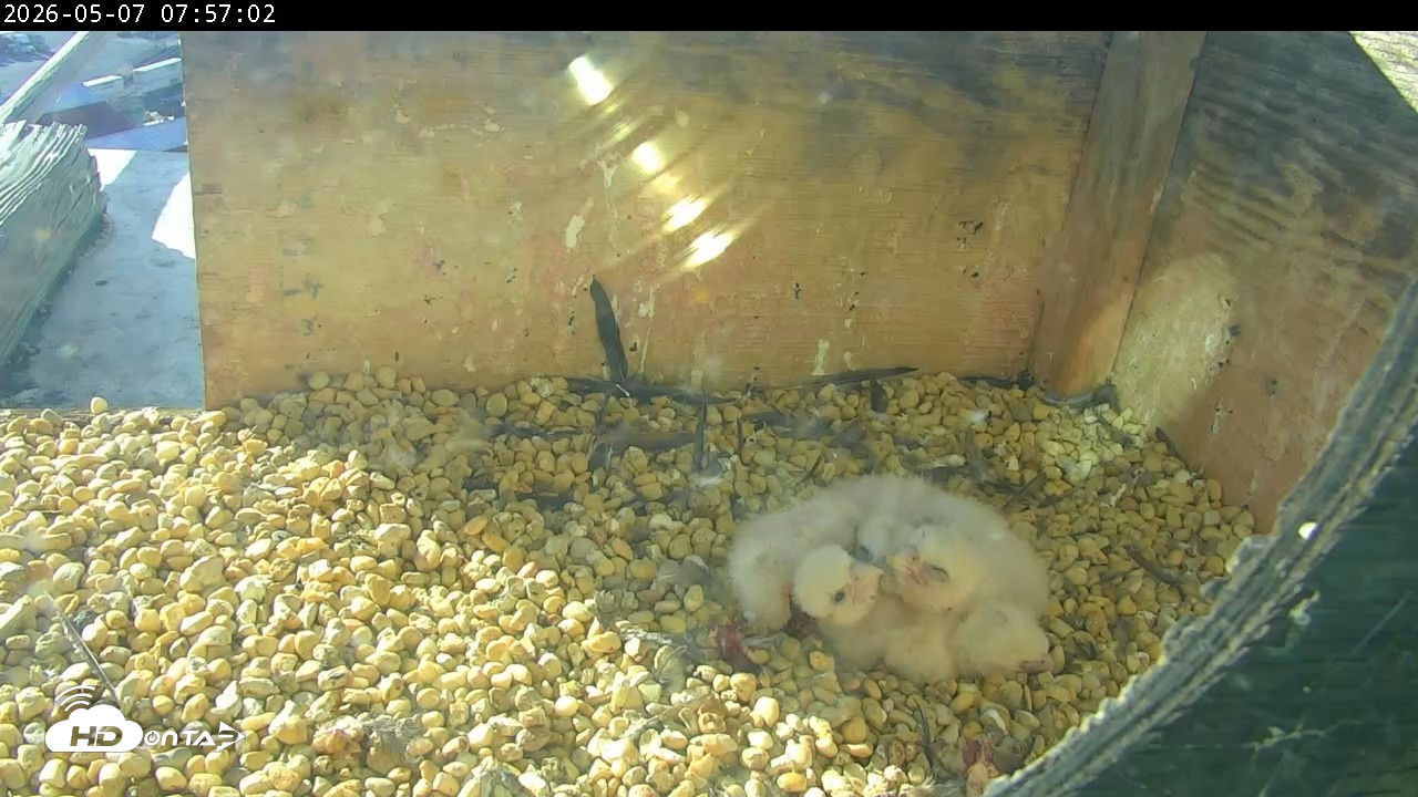 Snapshot of PA Peregrine Falcon Cam Live Webcam taken May 7, 2026, 7:49am EDT