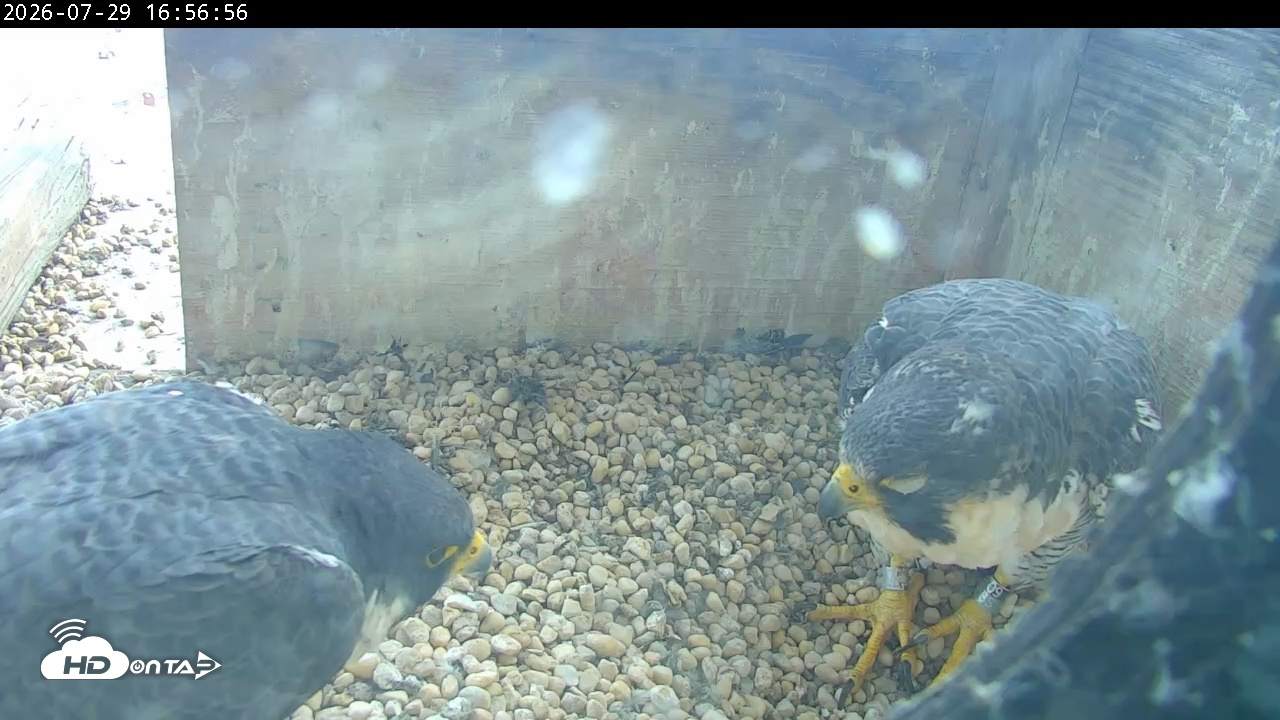 Snapshot of PA Peregrine Falcon Cam Live Webcam taken Jul 29, 2026, 4:49pm EDT