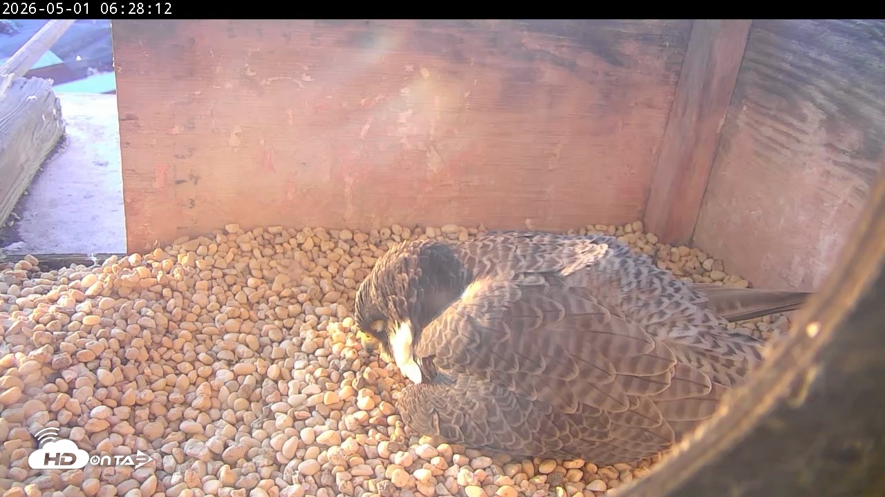 Snapshot of PA Peregrine Falcon Cam Live Webcam taken May 1, 2026, 6:20am EDT