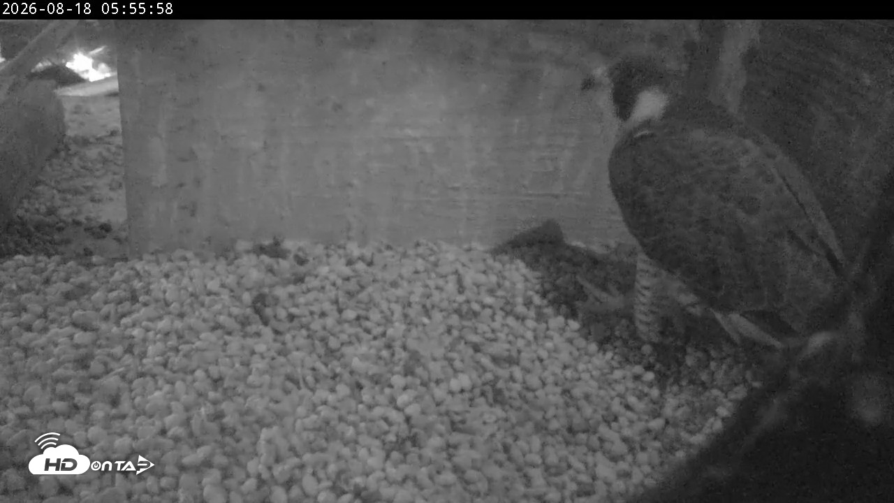 Snapshot of PA Peregrine Falcon Cam Live Webcam taken Aug 18, 2026, 5:49am EDT