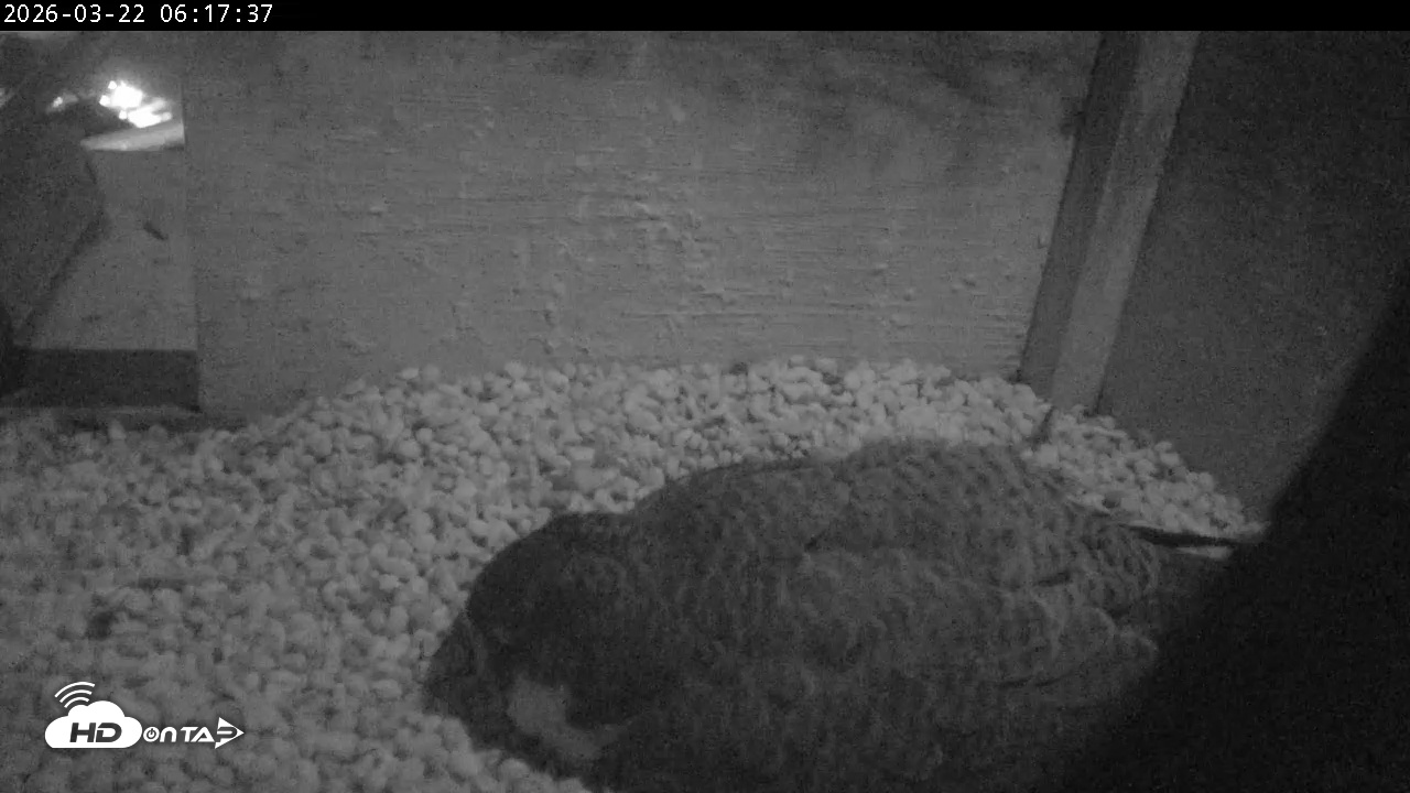 Snapshot of PA Peregrine Falcon Cam Live Webcam taken Mar 22, 2026, 6:09am EDT