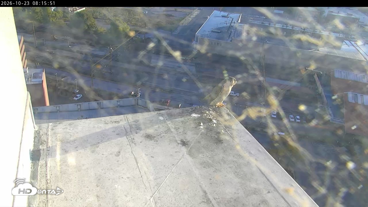Snapshot of PA Peregrine Falcon Cam Live Webcam taken Oct 23, 2026, 8:10am EDT