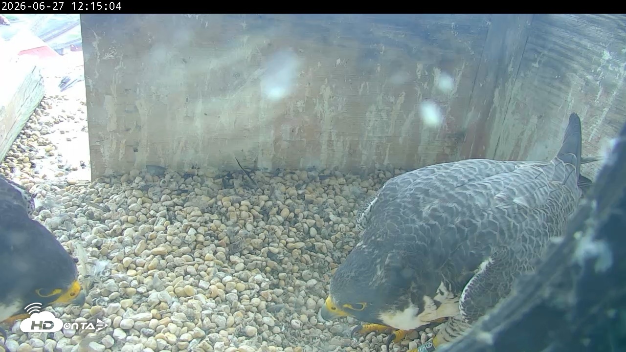 Snapshot of PA Peregrine Falcon Cam Live Webcam taken Jun 27, 2026, 12:10pm EDT