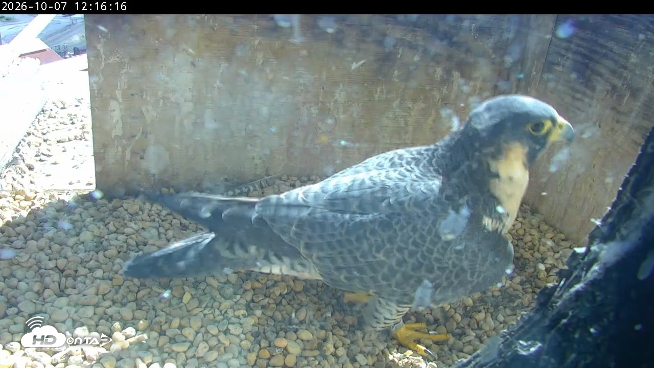 Snapshot of PA Peregrine Falcon Cam Live Webcam taken Oct 7, 2026, 12:12pm EDT